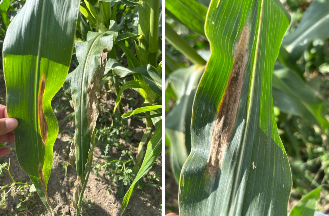 Side-by-side images of corn leaves with elongated, tan lesions caused by northern corn leaf blight. One leaf shows early narrow lesions; another has larger, more advanced blighted areas.